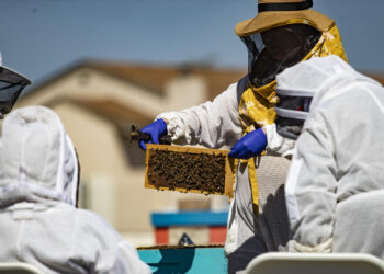 Therapeutic beekeeping offers older adults a new path to mental wellness