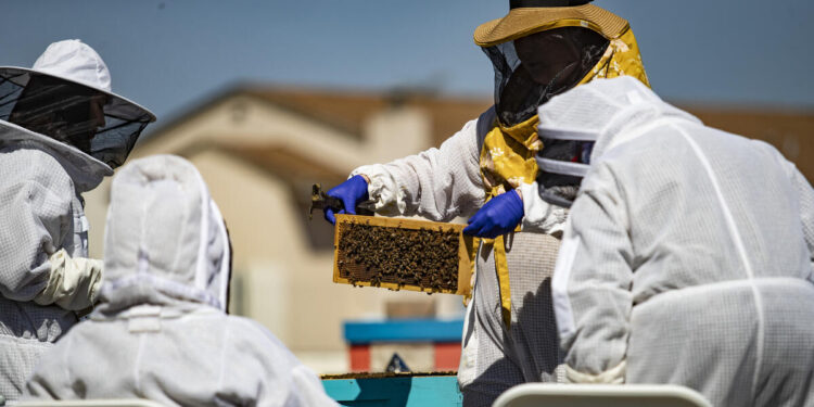Therapeutic beekeeping offers older adults a new path to mental wellness