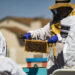 Therapeutic beekeeping offers older adults a new path to mental wellness